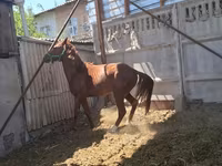 Kůň, Arabian horse — foto 1