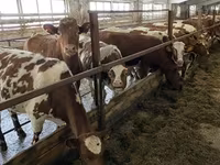 Krava, Simmental cattle — foto 4