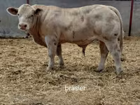 Býk, Charolais cattle — foto 1
