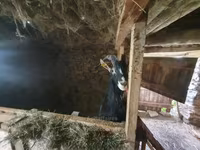 बकरी, Alpine goat — फ़ोटो 2