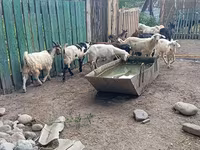 Ziegenbock, Pomellata goat — Foto 6