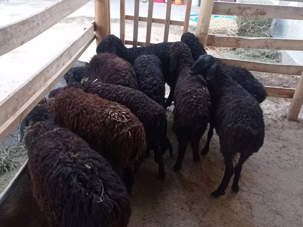 Ovce, Tajik sheep