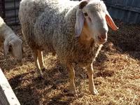 كبش, Assaf sheep — الصورة 1