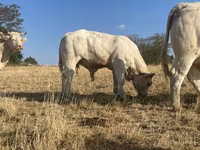 Toro, Charolais cattle — foto 3
