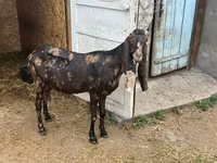 Ziege, Kamori goats — Foto 2
