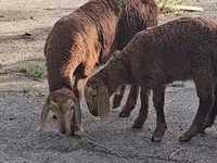 Beran, Arashan sheep — foto 3