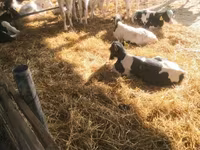 Bulle, Swiss cattle — Foto 1