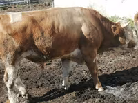 بقرة, Simmental cattle — الصورة 5