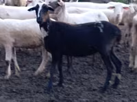 Ovce, Tsigai sheep — foto 4