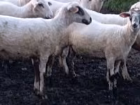 Ovce, Tsigai sheep — foto 1