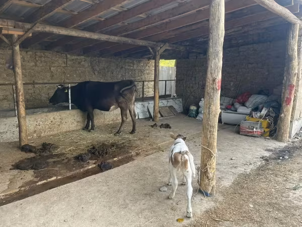 Vaca, Swiss cattle
