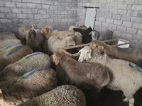 Sheep, Tian-Shan semifinewool sheep — photo 5