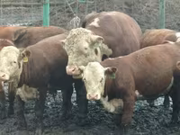 Býk, Yaroslavl cattle — foto 6
