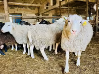 பெண் ஆடு, Baerchuke sheep — புகைப்படம் 2