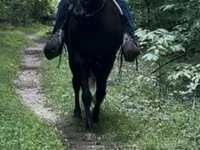 Kůň, French Trotter — foto 6