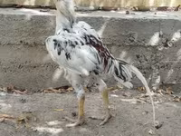 Chickens — फ़ोटो 3