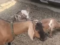 Koza, Czech Brown Shorthaired goats — foto 3