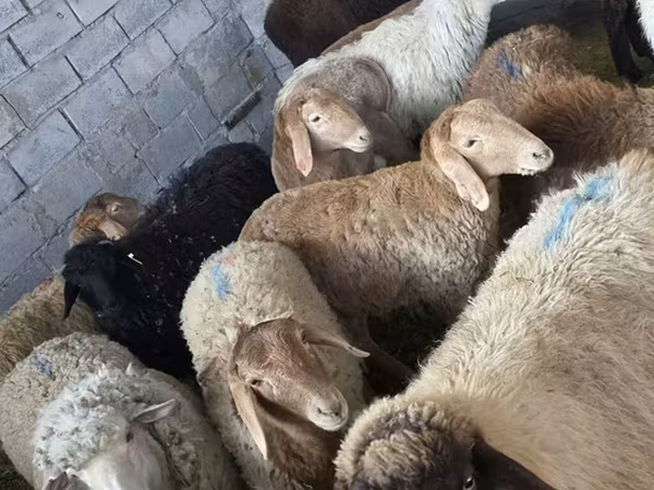 Sheep, Sheep