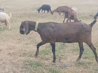 Koza, Nubian Goat — foto 1
