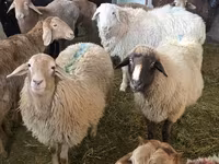 Sheep, Sheep — photo 6