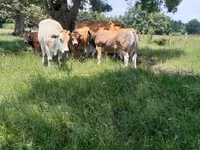 காளை, Partenaise cattle — புகைப்படம் 2