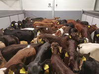 Cow, Cattle — photo 3
