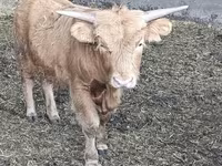 सांड, Highland — फ़ोटो 2