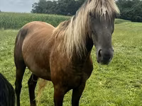 Kůň, Rocky Mountain Horse — foto 3