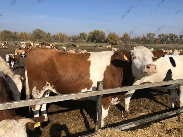 Cow, Red-spotted breed