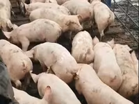 Prasnice, Prasata — foto 6