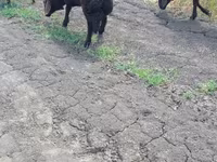ஆண் ஆடு, Baerchuke sheep — புகைப்படம் 2