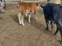 Vaca, Ganado vacuno — foto 2