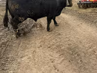 Bulle, Aberdeen-Angus — Foto 3