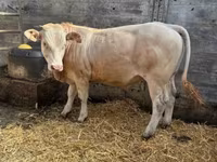 Býk, Blonde d’Aquitane cattle — foto 2
