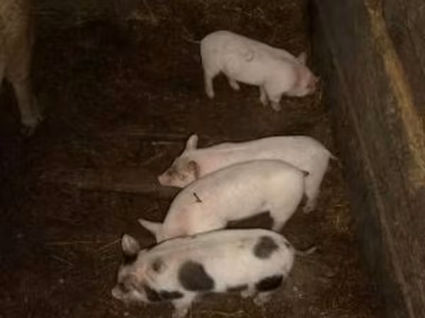 Boar, Pigs
