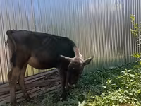 गाय, भूरा लातवियाई — फ़ोटो 2