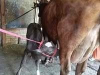 गाय, Red Estonian cattle — फ़ोटो 3