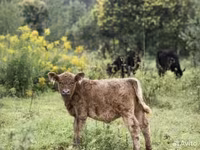 Býk, Gallowayská kráva — foto 2