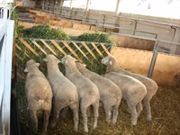Widder, Dorset horn sheep — Foto 4