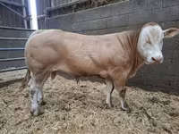 ثور, Blonde d’Aquitane cattle — الصورة 1