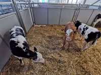 Cow, Cattle — photo 4