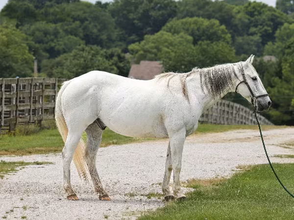 حصان, National Show Horse