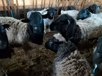Widder, Precoce sheep — Foto 3