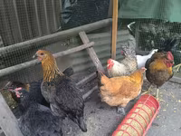 Chickens — புகைப்படம் 4