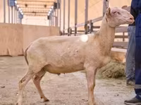 ஆண் ஆடு, East Friesian Dairy sheep — புகைப்படம் 1