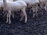 Ovce, Tsigai sheep — foto 5