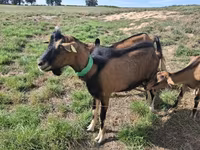 बकरी, Alpine goat — फ़ोटो 2