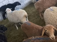 Sheep, Sheep — photo 5