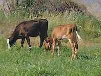 Cow, Red Estonian cattle — photo 3