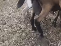 Koza, Czech Brown Shorthaired goats — foto 2